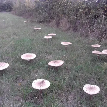 Vivenda Eiras 招待所